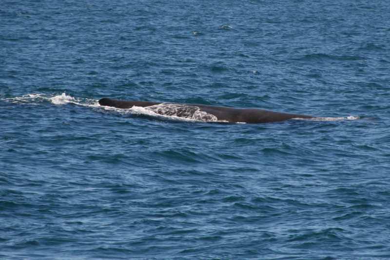 Nieuw-Zeeland 2011 - 1233